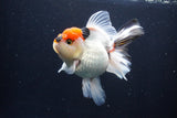 Thai Oranda  Tricolor 5 Inch (ID#1025To6c-115)