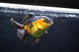 Juvenile Thai Oranda  Red Black 3.5 Inch (ID#418T13b-85) Free2Day SHIPPING