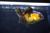 Juvenile Thai Oranda  Red Black 3.5 Inch (ID#418T13b-85) Free2Day SHIPPING