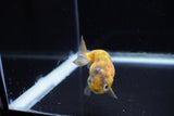 Baby Ranchu  Calico 3 Inch (ID#1122R9c-32) Free2Day SHIPPING