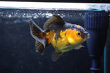 Juvenile Thai Oranda  Red Black 3.5 Inch (ID#418T13b-85) Free2Day SHIPPING
