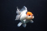 Thai Oranda  Tricolor 5 Inch (ID#1025To6c-115)