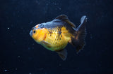 Juvenile Thai Oranda  Red Black 3.5 Inch (ID#418T13b-85) Free2Day SHIPPING