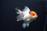 Thai Oranda  Tricolor 5 Inch (ID#1025To6c-115)