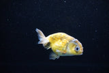 Baby Ranchu  Calico 3 Inch (ID#1122R9c-32) Free2Day SHIPPING