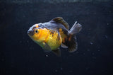 Juvenile Thai Oranda  Red Black 3.5 Inch (ID#418T13b-85) Free2Day SHIPPING