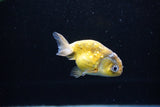 Baby Ranchu  Calico 3 Inch (ID#1122R9c-32) Free2Day SHIPPING