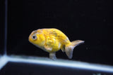 Baby Ranchu  Calico 3 Inch (ID#1122R9c-32) Free2Day SHIPPING