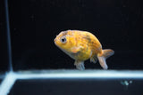 Baby Ranchu  Calico 3 Inch (ID#1122R9c-32) Free2Day SHIPPING