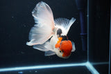 Thai Oranda  Tricolor 6 Inch (ID#1029To6b-104)