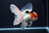 Thai Oranda  Tricolor 6 Inch (ID#1029To6b-104)