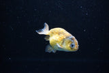 Baby Ranchu  Calico 3 Inch (ID#1122R9c-32) Free2Day SHIPPING