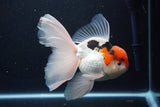 Thai Oranda  Tricolor 6 Inch (ID#1029To6b-104)