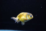 Baby Ranchu  Calico 3 Inch (ID#1122R9c-32) Free2Day SHIPPING