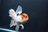 Thai Oranda  Tricolor 6 Inch (ID#1029To6b-104)