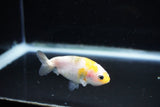 Baby Ranchu  Calico 2.5 Inch (ID#1122R9c-33) Free2Day SHIPPING