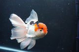 Thai Oranda  Tricolor 6 Inch (ID#1029To6b-104)