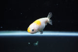 Baby Ranchu  Calico 2.5 Inch (ID#1122R9c-33) Free2Day SHIPPING