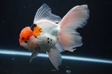 Thai Oranda  Tricolor 6 Inch (ID#1029To6b-104)