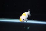 Baby Ranchu  Calico 2.5 Inch (ID#1122R9c-33) Free2Day SHIPPING