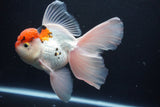 Thai Oranda  Tricolor 6 Inch (ID#1029To6b-104)