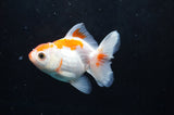 Juvenile Thai Oranda  Red White 4 Inch (ID#418T13b-86) Free2Day SHIPPING