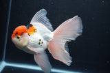 Thai Oranda  Tricolor 6 Inch (ID#1029To6b-104)