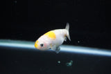 Baby Ranchu  Calico 2.5 Inch (ID#1122R9c-33) Free2Day SHIPPING