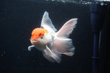 Thai Oranda  Tricolor 6 Inch (ID#1029To6b-104)