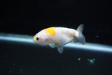 Baby Ranchu  Calico 2.5 Inch (ID#1122R9c-33) Free2Day SHIPPING