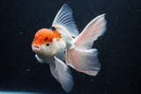 Thai Oranda  Tricolor 6 Inch (ID#1029To6b-104)