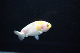 Baby Ranchu  Calico 2.5 Inch (ID#1122R9c-33) Free2Day SHIPPING