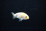 Baby Ranchu  Calico 2.5 Inch (ID#1122R9c-33) Free2Day SHIPPING