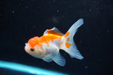 Juvenile Thai Oranda  Red White 3.5 Inch (ID#418T13b-87) Free2Day SHIPPING