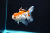 Juvenile Thai Oranda  Red White 3.5 Inch (ID#418T13b-87) Free2Day SHIPPING