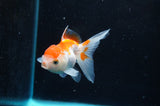 Juvenile Thai Oranda  Red White 3.5 Inch (ID#418T13b-87) Free2Day SHIPPING