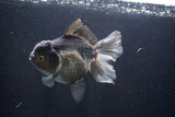 Thai Oranda  Panda 5.5 Inch (ID#1029To6a-105)