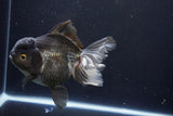 Thai Oranda  Panda 5.5 Inch (ID#1029To6a-105)