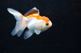 Juvenile Thai Oranda  Red White 3.5 Inch (ID#418T13b-87) Free2Day SHIPPING