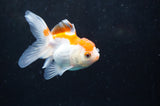 Juvenile Thai Oranda  Red White 3.5 Inch (ID#418T13b-87) Free2Day SHIPPING