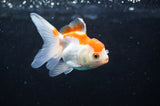 Juvenile Thai Oranda  Red White 3.5 Inch (ID#418T13b-87) Free2Day SHIPPING