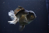 Thai Oranda  Panda 5.5 Inch (ID#1029To6a-105)