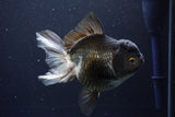 Thai Oranda  Panda 5.5 Inch (ID#1029To6a-105)