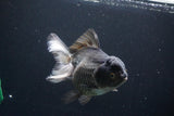 Thai Oranda  Panda 5.5 Inch (ID#1029To6a-105)