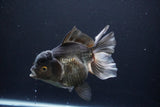 Thai Oranda  Panda 5.5 Inch (ID#1029To6a-105)