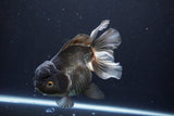 Thai Oranda  Panda 5.5 Inch (ID#1029To6a-105)