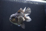 Thai Oranda  Panda 5.5 Inch (ID#1029To6a-105)