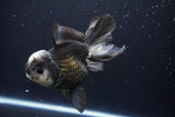 Thai Oranda  Panda 5.5 Inch (ID#1029To6a-106)