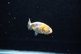 Baby Ranchu  Calico 2.5 Inch (ID#1122R9c-34) Free2Day SHIPPING