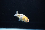 Baby Ranchu  Calico 2.5 Inch (ID#1122R9c-34) Free2Day SHIPPING